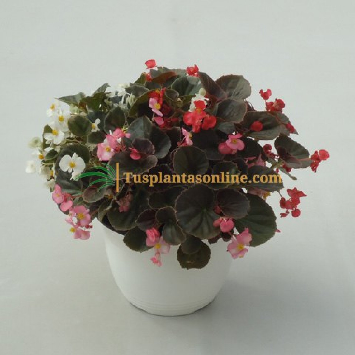 Begonia - Begonia semperflorens