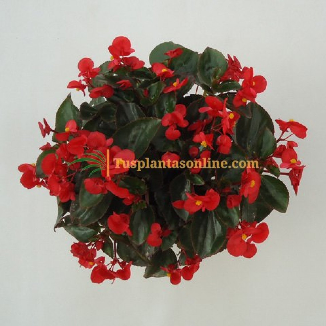 Begonia - Begonia Benariensis