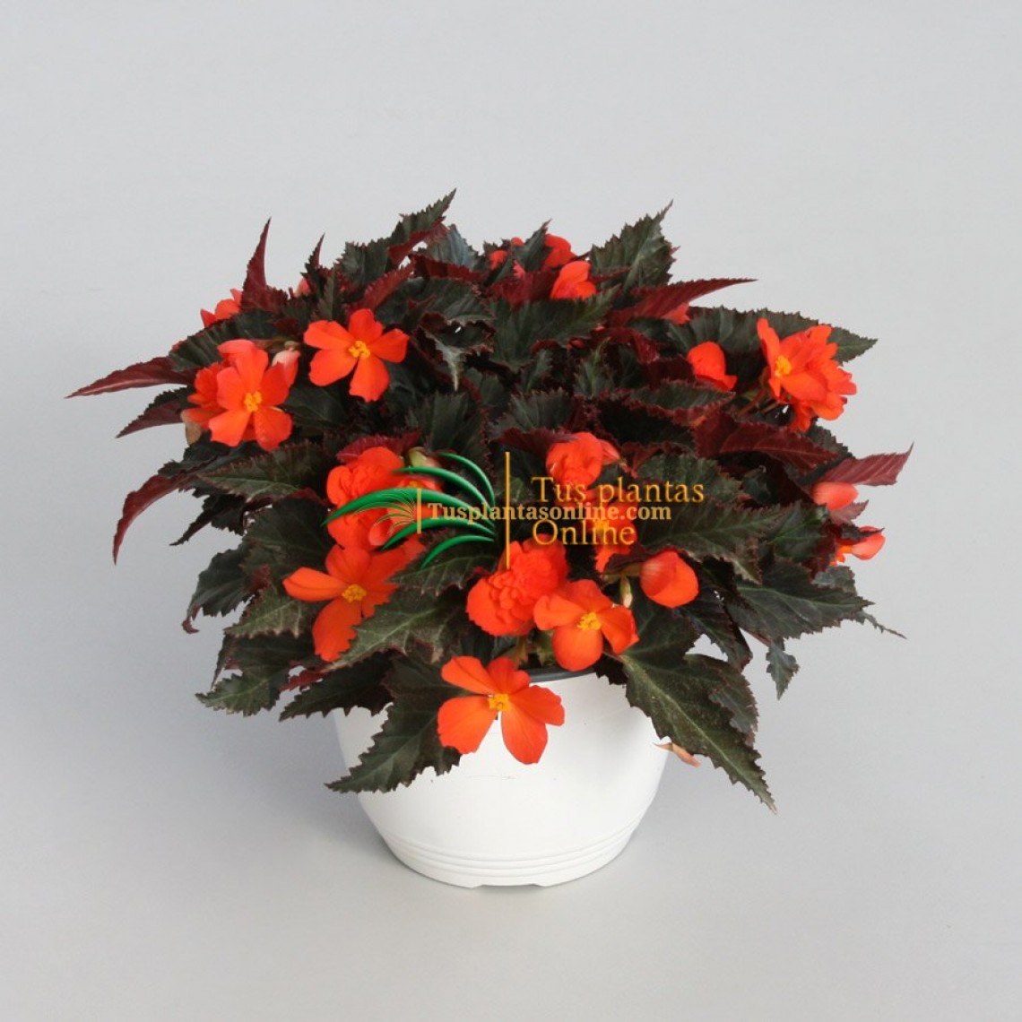 Begonia - Begonia arcada