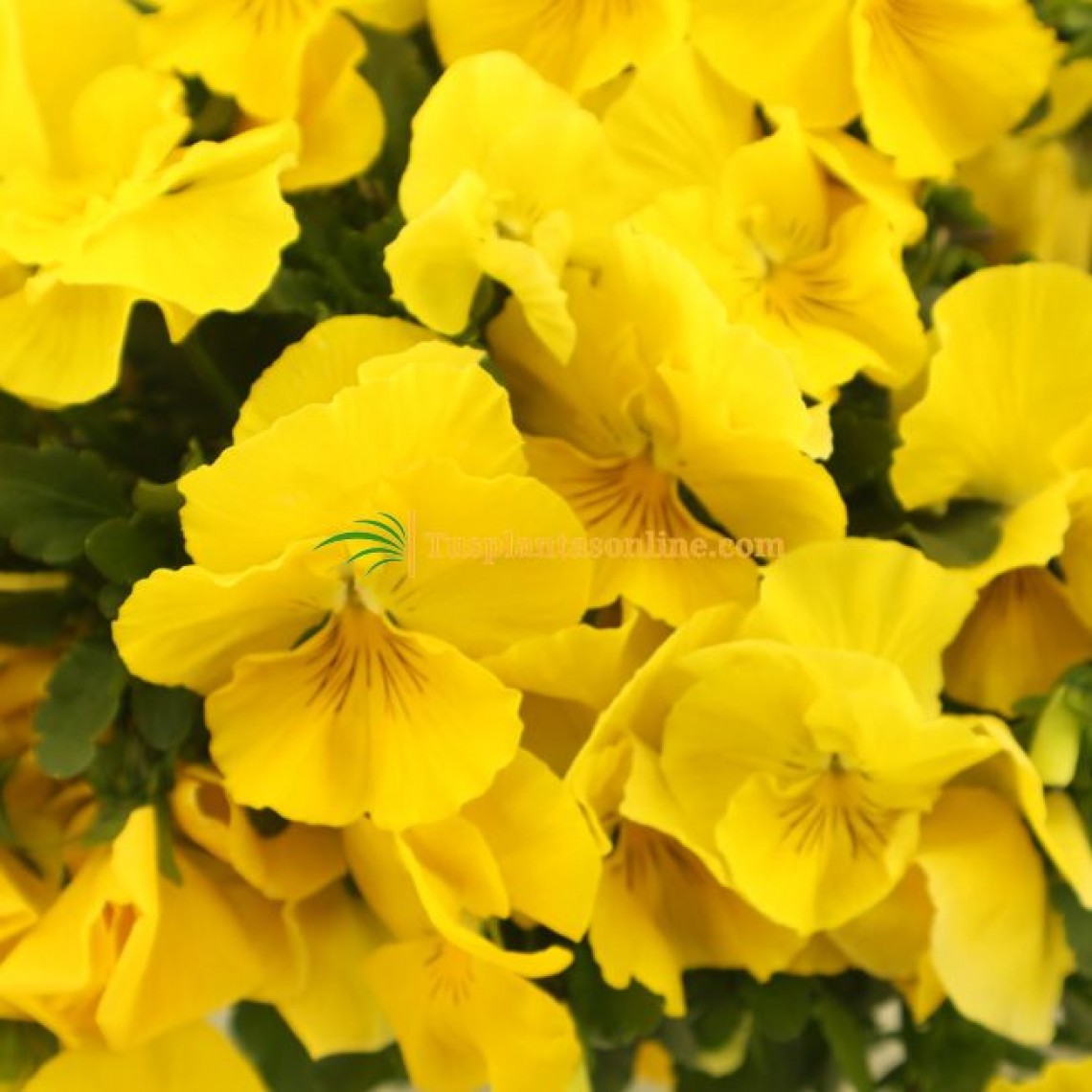 Viola (pensamiento)flor mediana jardinera 40