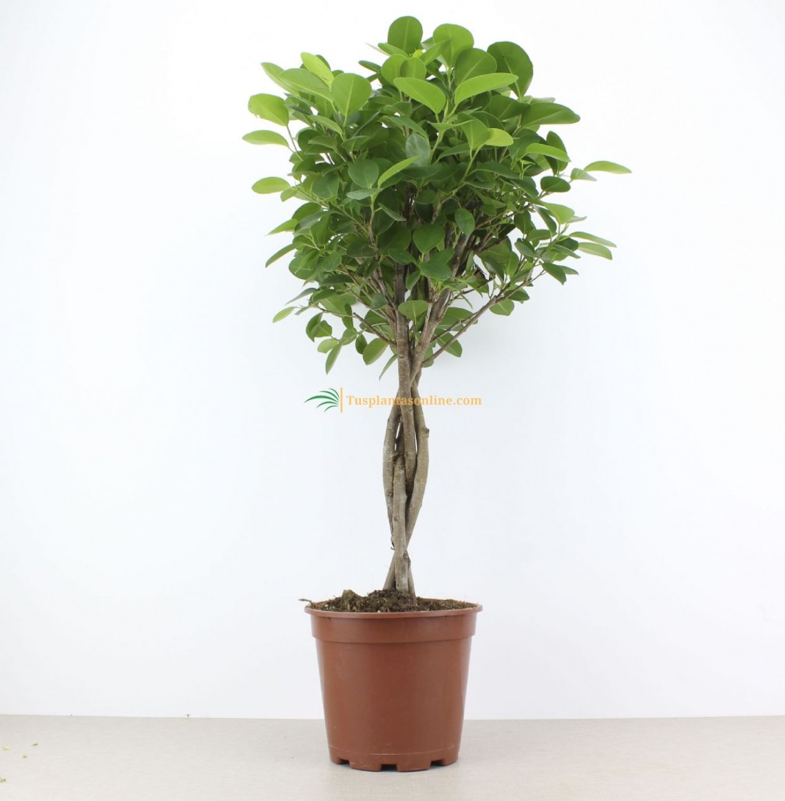 Ficus Moclamen Con Tronco Trenzado M 17