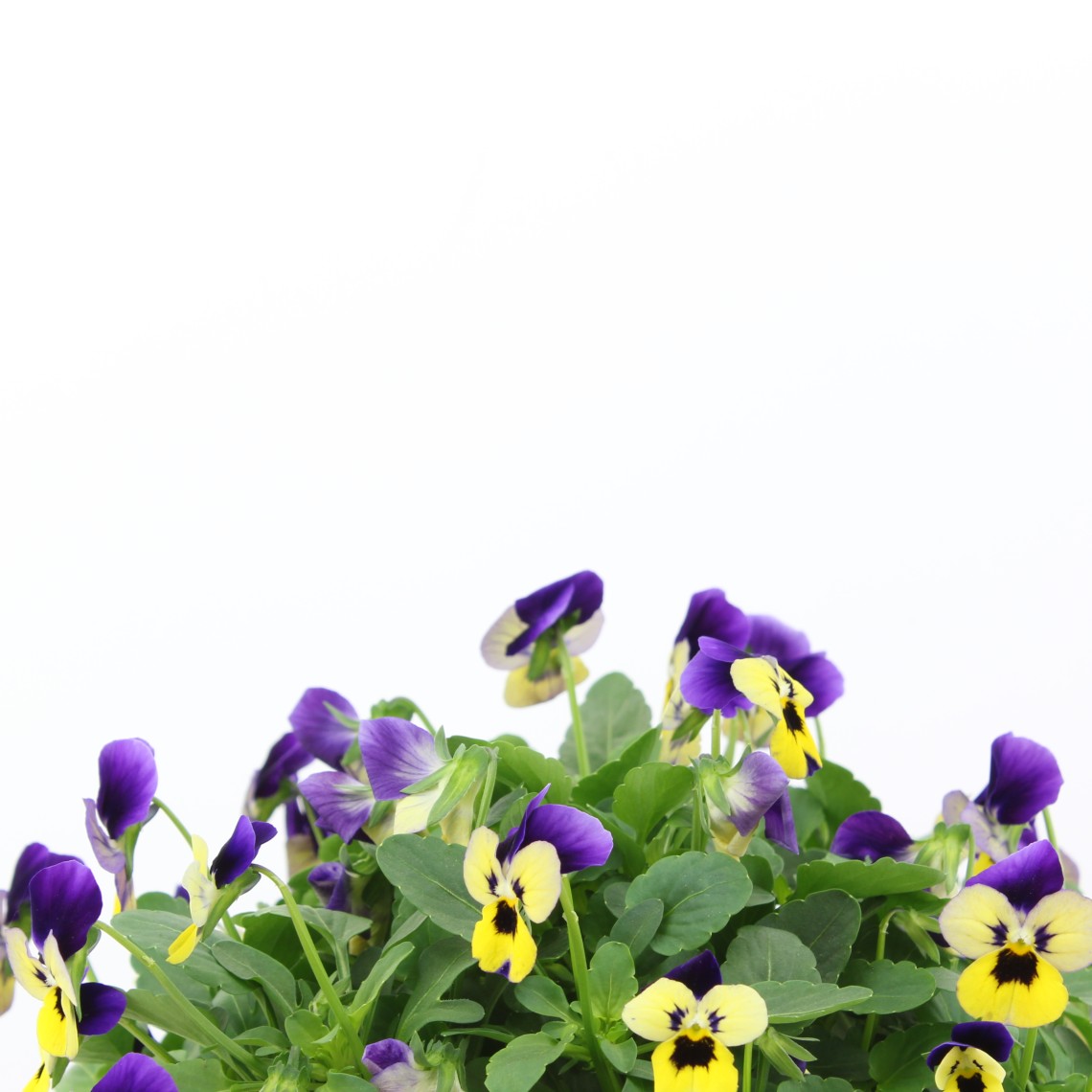 Pensamiento mini - Viola cornuta| Tusplantasonline.com