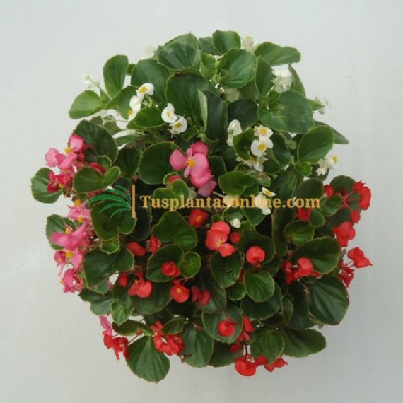 Begonia - Begonia semperflorens