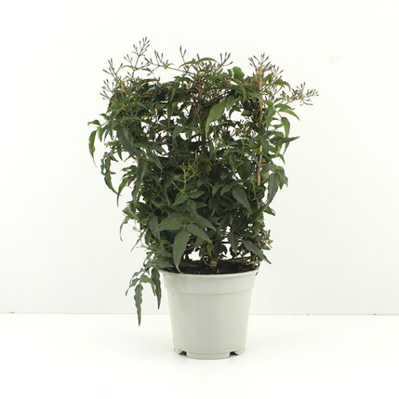 Jazmin polyanthum M-14 espaldera 30 cm - Tus Plantas Online|  